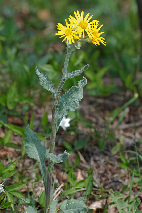 Tephroseris longifolia  ssp. gaudinii